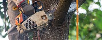 Best Lawn Maintenance Plans  in Vandenberg Village, CA