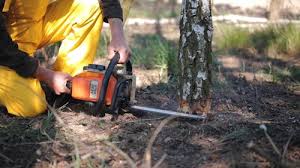 Best Lawn Renovation and Restoration  in Vandenberg Village, CA