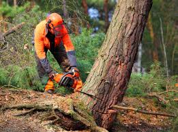 Best Tree and Shrub Care  in Vandenberg Village, CA