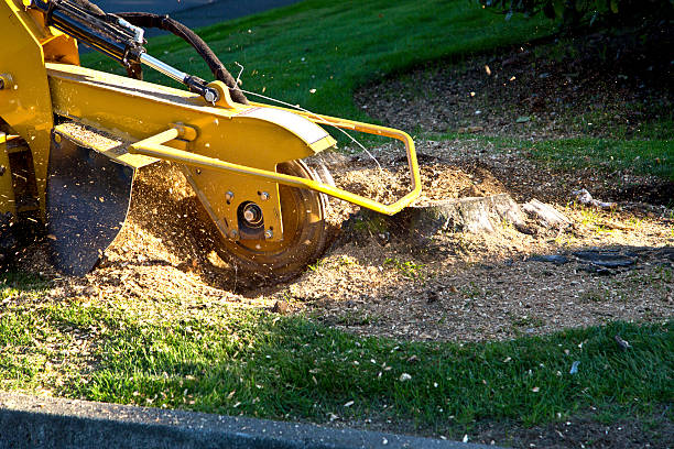 Best Lawn Grading and Leveling  in Vandenberg Village, CA