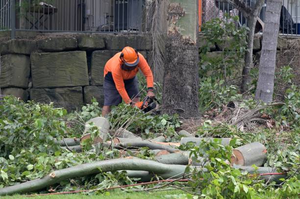 Best Stump Grinding and Removal  in Vandenberg Village, CA