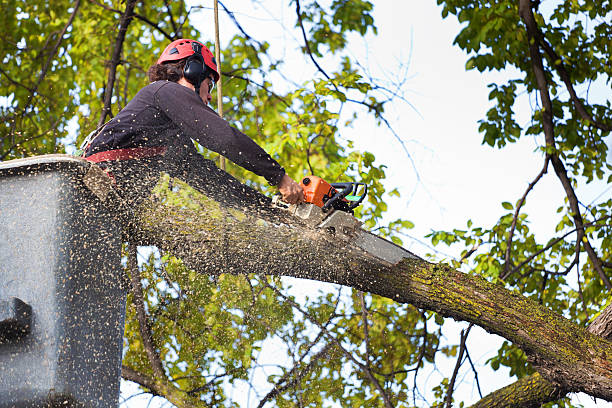 Best Tree Maintenance Programs  in Vandenberg Village, CA