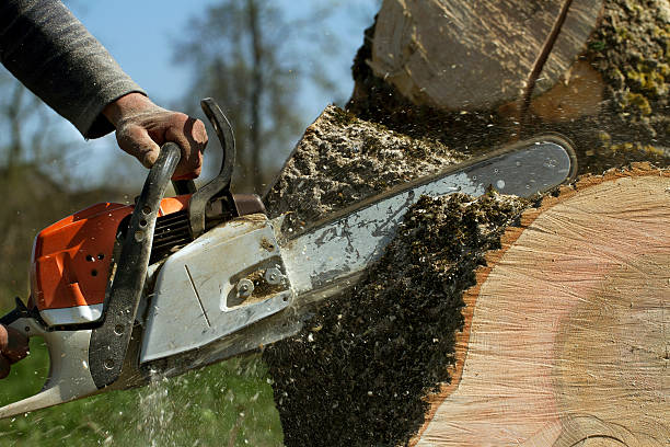 Best Root Management and Removal  in Vandenberg Village, CA