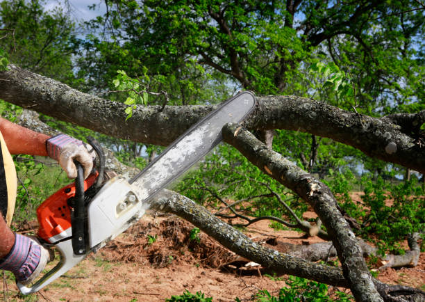 Best Tree Trimming and Pruning  in Vandenberg Village, CA