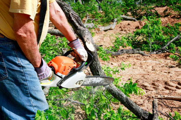 Best Lawn Disease Treatment  in Vandenberg Village, CA